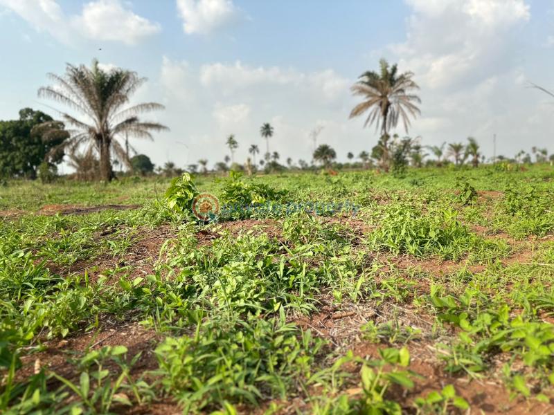 Mixed use Land For Sale Iheoma Estate Ubulukwu Benin Asaba Express Road Asaba Delta - 4