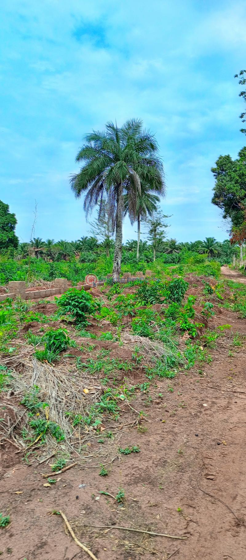 Residential Land For Sale Akuku Igbo, Asaba Aniocha South Delta - 2
