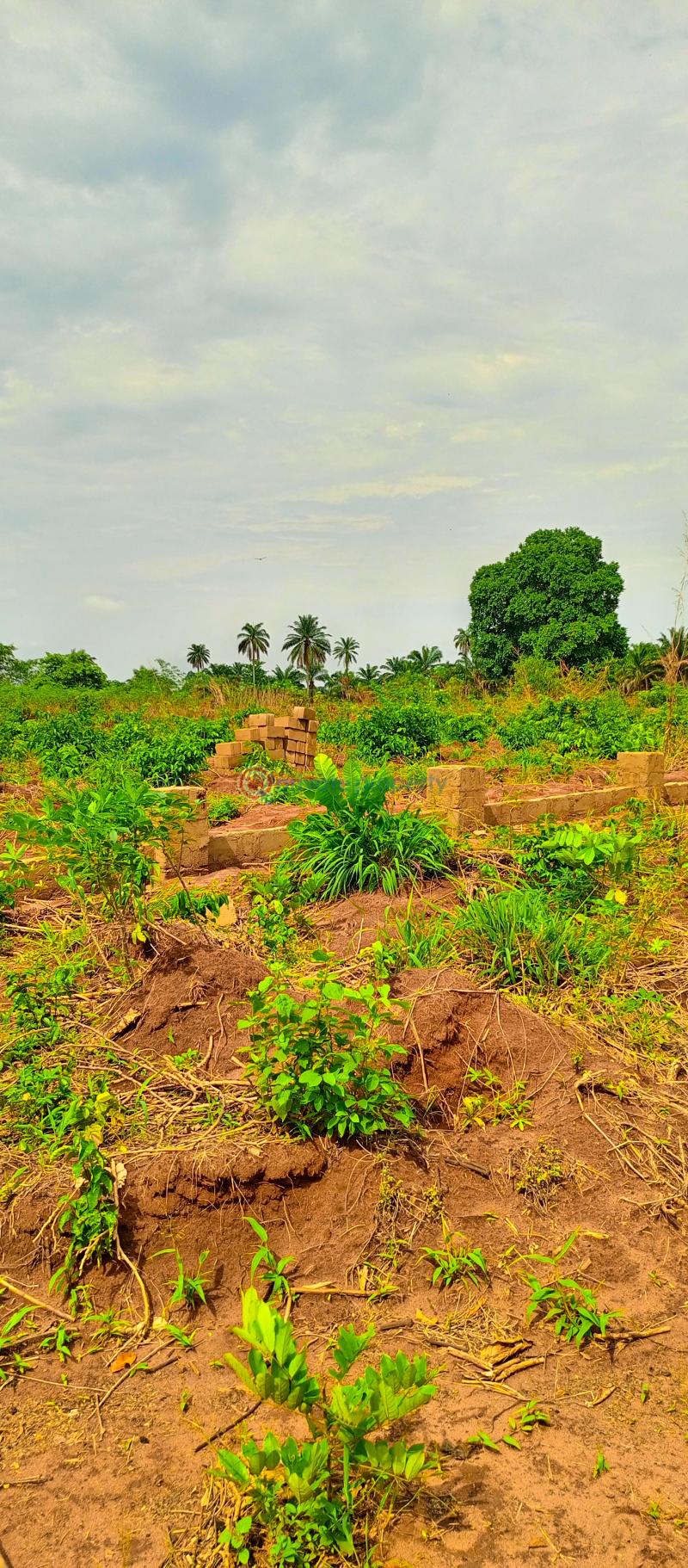 Residential Land For Sale Akuku Igbo, Asaba Aniocha South Delta - 4