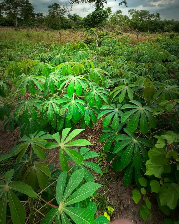 Residential Land For Sale Esan West Edo - 5