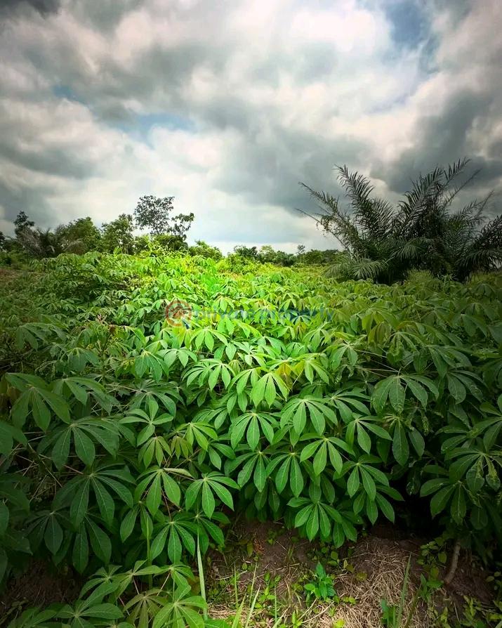 Residential Land For Sale Esan West Edo - 4