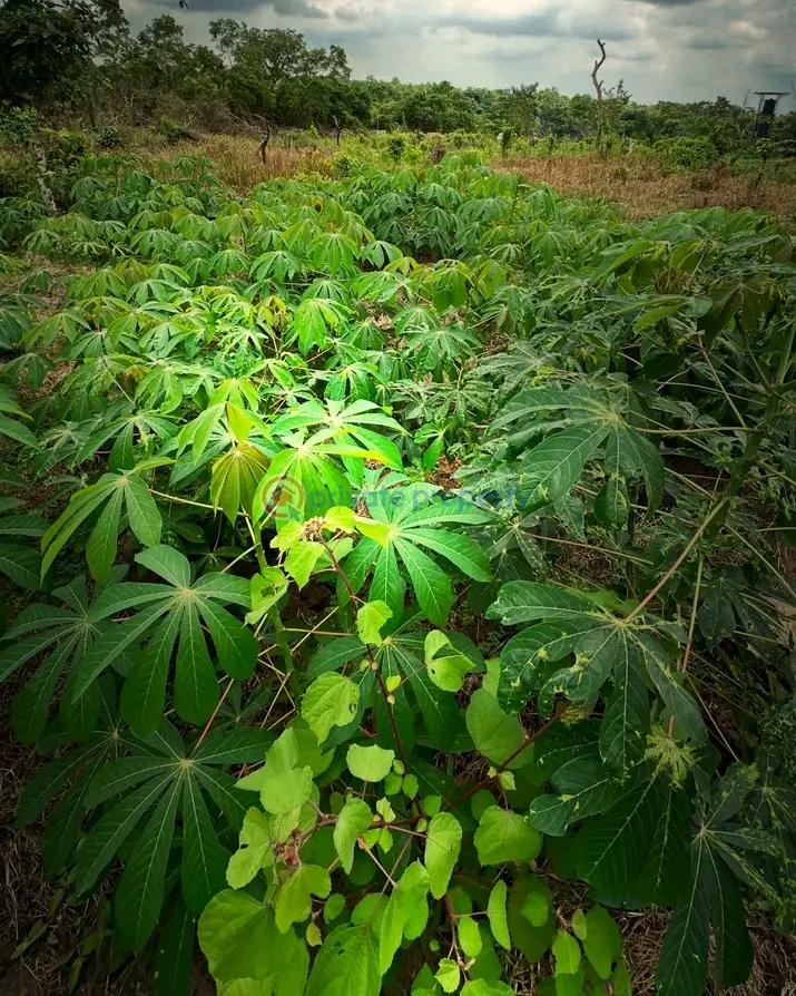 Residential Land For Sale Esan West Edo - 3