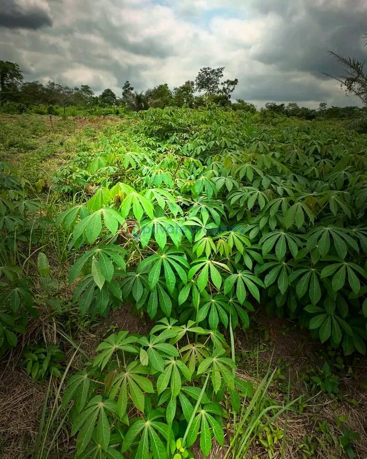 Residential Land For Sale Esan West Edo - 2