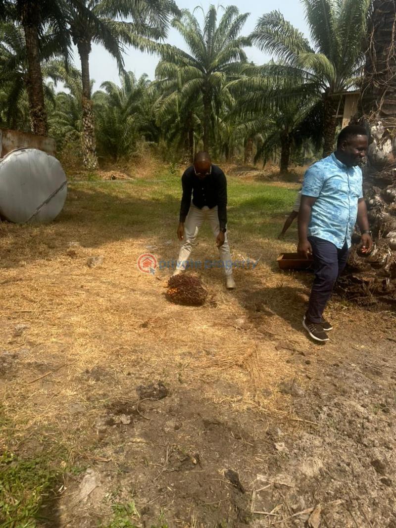 Strategic land investment through palm tree plantation and palm oil processing in stratehic locations in epe lagos, owode ado odo ogun state, iwo road ibadan. - 3 Mixed use Land For Sale Owode Ado Odo Ota. Ewekoro Ogun - 3