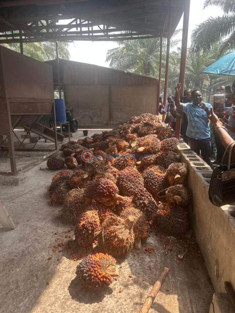 Strategic land investment through palm tree plantation and palm oil processing in stratehic locations in epe lagos, owode ado odo ogun state, iwo road ibadan. - 2 Mixed use Land For Sale Owode Ado Odo Ota. Ewekoro Ogun - 2