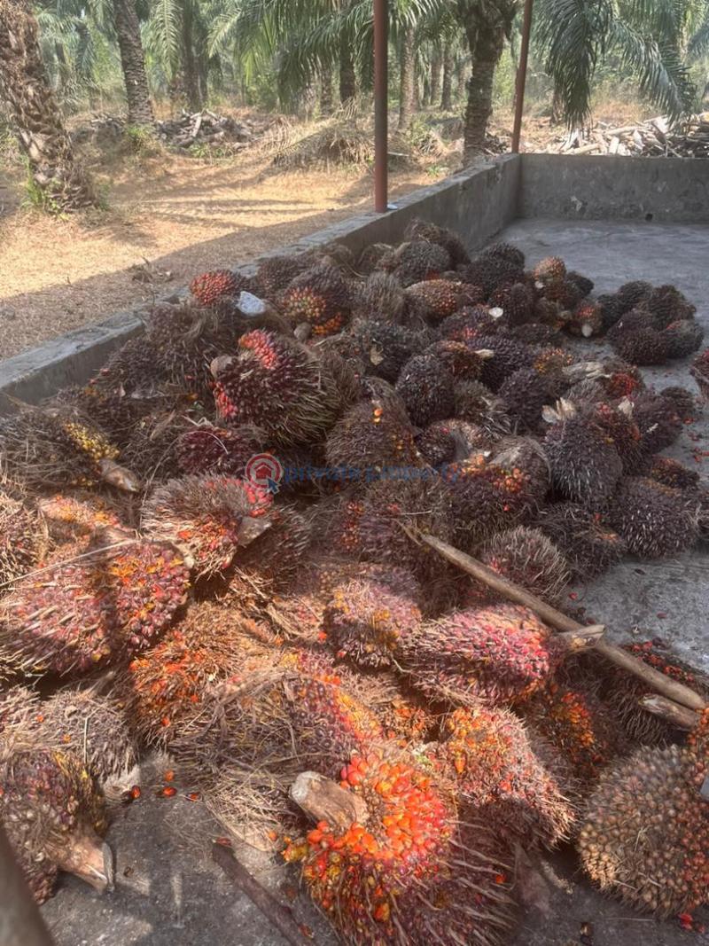 Strategic land investment through palm tree plantation and palm oil processing in stratehic locations in epe lagos, owode ado odo ogun state, iwo road ibadan. - 1 Mixed use Land For Sale Owode Ado Odo Ota. Ewekoro Ogun - 1