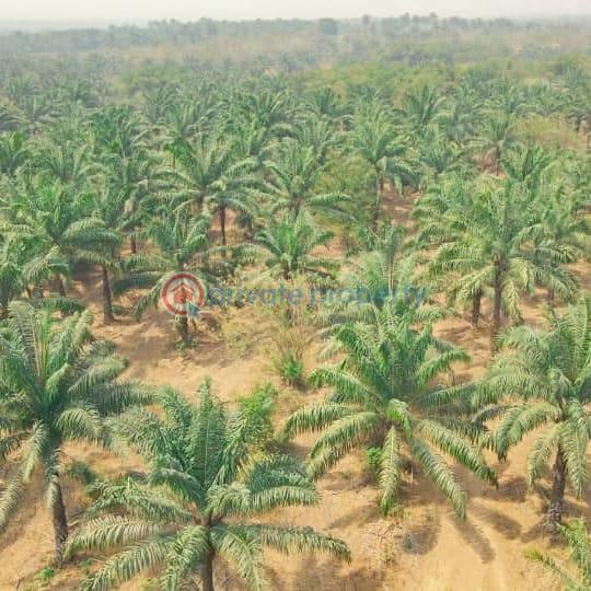 Commercial Land For Sale Palm Tree Investment At Iwo Road Ibadan Oyo - 2
