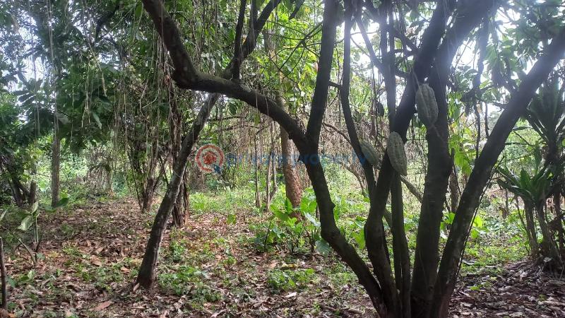 *welcome to cocoa farm village estate, obafemi, owode, ogun state. - 3 Industrial Land For Sale Ajebo Obafemi Owode Ogun - 3