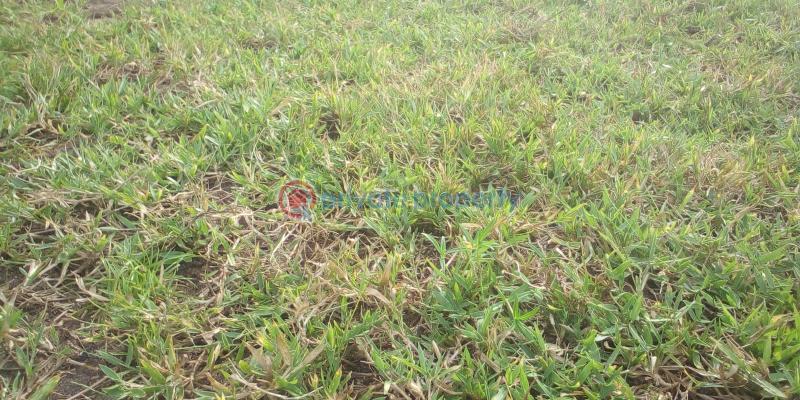 Residential Land For Sale Epe Toll Booth (gate) , The Vanguard School Acedemy, Yaba Tech University Epe, Lagos State College Of Education, Etc Epe Lagos - 3