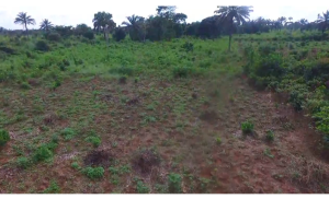 Commercial Land For Sale Ohaji/Egbema Imo