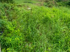 Residential Land For Sale Banana Island Ikoyi Lagos Residential Land For Sale Banana Island Ikoyi Lagos