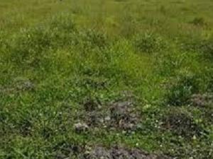 Land For Sale Banana Island Ikoyi Lagos Land For Sale Banana Island Ikoyi Lagos
