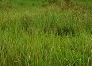 Land For Sale Banana Island Ikoyi Lagos Land For Sale Banana Island Ikoyi Lagos