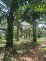 Commercial Land For Rent Km 10 Ebelle, Ujiogba, Ehor Express Road Esan West Edo