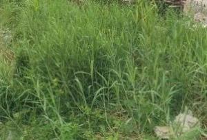 Land For Sale Phase 2 Magodo Kosofe/Ikosi Lagos