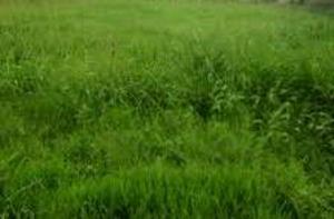 Land For Sale Phase 2 Magodo Kosofe/Ikosi Lagos