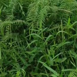 Mixed use Land For Sale Amuwo Odofin Lagos