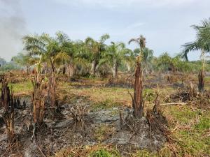 Commercial Land For Sale Oilpalm Refinery Estate Located At Oke Sapen, Ibadan Ijebu Igbo Expressway Ijebu Ogun Commercial Land For Sale Oilpalm Refinery Estate Located At Oke Sapen, Ibadan Ijebu Igbo Expressway Ijebu Ogun