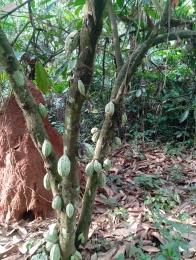 Mixed use Land For Sale Cocoa Farm Village With Instant Allocation After Full Payment, Located In Ajebo Obafemi Owode Ogun