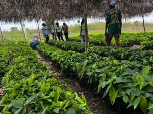 Land For Sale Timeless Farm Land, Obafemi, Off Lagos/ibadan Expressway. Obafemi Owode Ogun