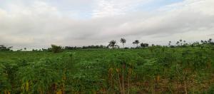 Commercial Land For Sale Green Wealth City Farm With Isiwo Town Immediately After Epe Tollgate Ijebu Ode Ogun