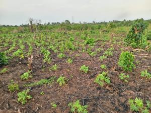 Commercial Land For Sale Western Farm City Offers You The Opportunity To Be A Part Of The Solution To Food Scarcity Iseyin Ibadan Oyo Commercial Land For Sale Western Farm City Offers You The Opportunity To Be A Part Of The Solution To Food Scarcity Iseyin Ibadan Oyo