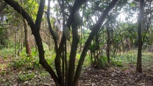 Land For Sale Old Abeokuta Express Road Ajebo Ajebo Obafemi Owode Ogun