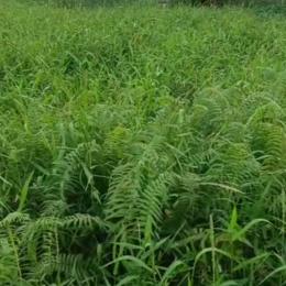Mixed use Land For Sale Igando Ikotun/Igando Lagos