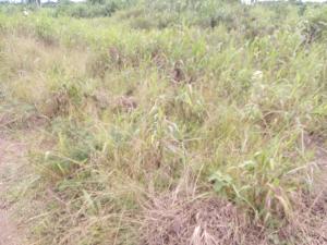 Mixed use Land For Sale Vault Villa 2 Estate Strategically Located In Imegun Epe Lagos