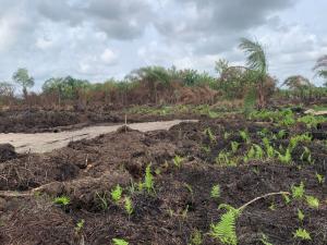 Residential Land For Sale Apple Court Plus Estate Gbogije Shappati Opposite Beechwood Estate Ibeju-Lekki Lagos