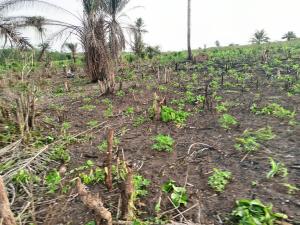 Commercial Land For Sale Greenwealth City Farm Isiwo Close To Epe Toll Gate Ijebu Ode Ogun