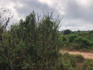 Land For Sale Aba Nla Odo ona Ibadan Oyo