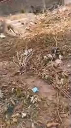 Land For Sale Iju-Ishaga Agege Lagos Land For Sale Iju-Ishaga Agege Lagos