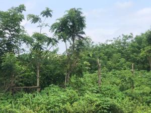 Residential Land For Sale Moniya Ibadan Oyo