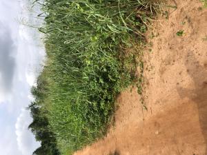 Land For Sale Baruwa Ipaja Lagos