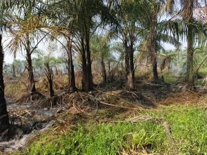 Mixed use Land For Sale Oilpalm Refinery Estate With Palm Trees Ijebu Ogun Mixed use Land For Sale Oilpalm Refinery Estate With Palm Trees Ijebu Ogun