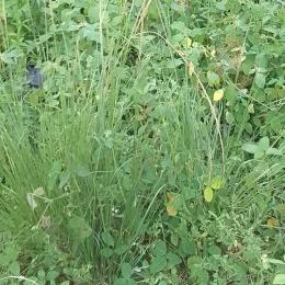 Mixed use Land For Sale Wemabod Ikeja  Lagos
