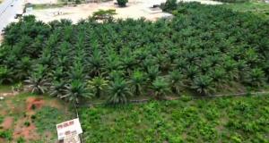 Mixed use Land For Sale Green Palm Estate Asaba Warri Expressway Asaba Delta