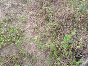 Residential Land For Sale Haven City Ilamija Eleran Igbe Ibeju-Lekki Lagos Residential Land For Sale Haven City Ilamija Eleran Igbe Ibeju-Lekki Lagos