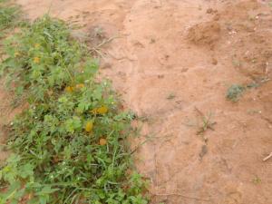 Residential Land For Sale Hollywood Villa Itokin Along Ikorodu Ijebu Ode Expressway Close To Food Security Logistics Hub Epe Lagos