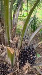 Mixed use Land For Sale Onigbedu Ewekoro, Ogun State. Ewekoro Ogun Mixed use Land For Sale Onigbedu Ewekoro, Ogun State. Ewekoro Ogun