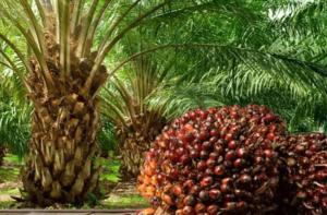 Mixed use Land For Sale Oil Palm Refinery Estate And Resort Located In Oke Sapen, Ibadan/ijebuigbo Expressway Ijebu Ogun
