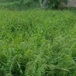 Mixed use Land For Sale Kudirat Abiola Way Oregun Ikeja Lagos