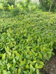 Commercial Land For Sale Hectares Of Cocoa Farm With 300 Cocoa Trees With Easy Access To Lagos And Ibadan Obafemi Owode Ogun