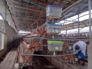 Commercial Land For Sale Poultry Cluster Estate Located In Obafemi Owode And Igbodu Epe Lagos